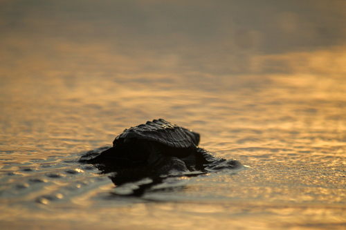 Olive Ridley Sea Turtle, photo 9 of 10