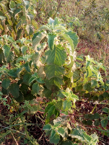 Mesosphaerum suaveolens image