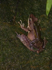 Odorrana hosii