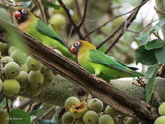 Black-Cheeked Lovebird photo 3
