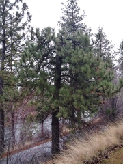 Pinus ponderosa