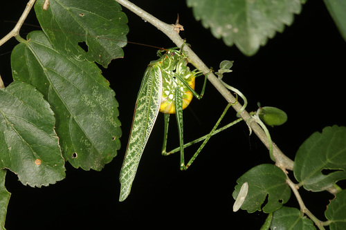 Sictuna boliviana