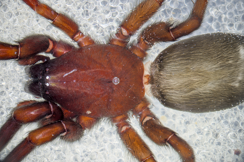 Scotophaeus scutulatus