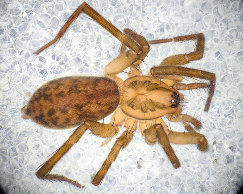 Agroeca lusatica