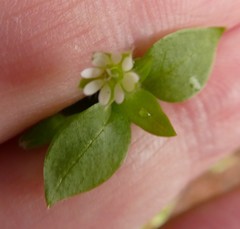 Stellaria media