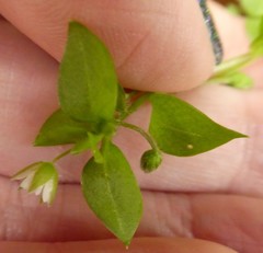 Stellaria media