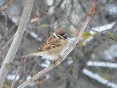 Passer montanus