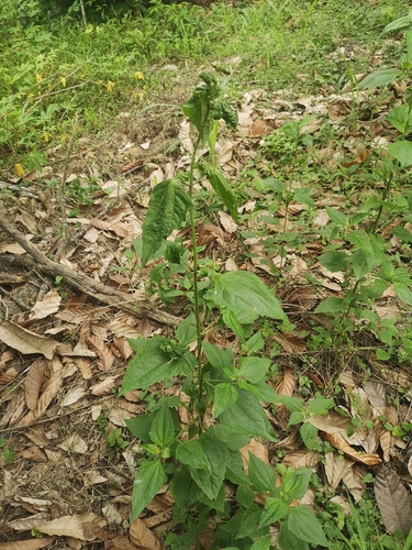 Siam weed