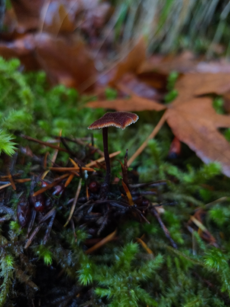 Auriscalpium vulgare · November 2025 · photo: © kierstinthomp (iNaturalist, cc-by)