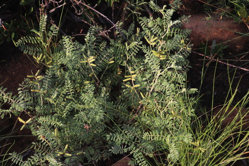 Image of Indigofera melanadenia by (c) Tony Rebelo, some rights reserved (CC BY-SA)