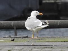 Larus argentatus