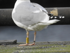 Larus argentatus