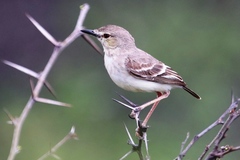 Muscigralla brevicauda