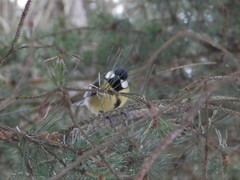 Parus major