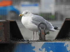 Larus argentatus