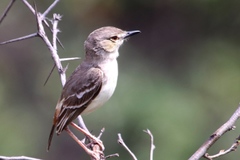 Muscigralla brevicauda