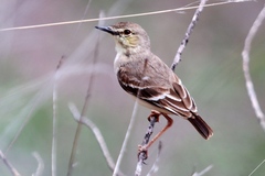 Muscigralla brevicauda