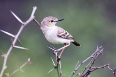 Muscigralla brevicauda