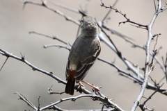 Muscigralla brevicauda