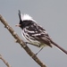 Black-crested Tit-Tyrant - Photo (c) subhashc, some rights reserved (CC BY-NC)