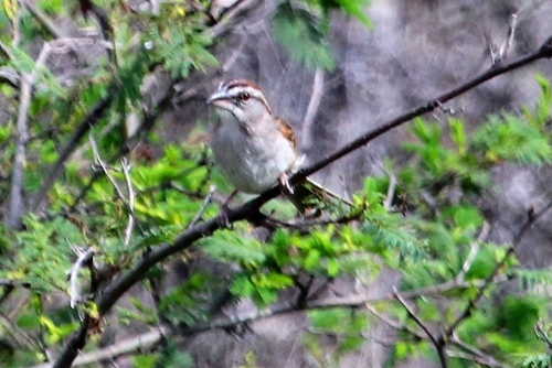 Passerellidae image