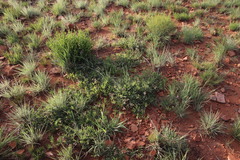 Ophrestia oblongifolia