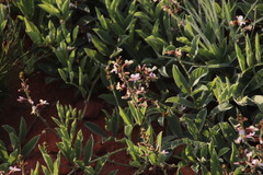 Ophrestia oblongifolia