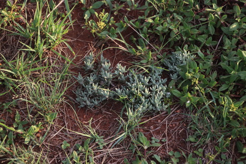 Image of Helichrysum cerastoides by (c) Tony Rebelo, some rights reserved (CC BY-SA)