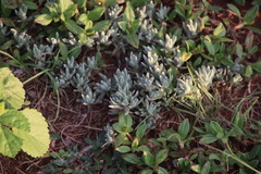 Helichrysum cerastioides