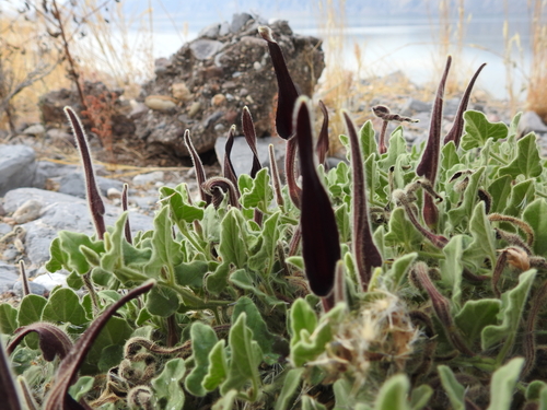 Wright's dutchman's pipe (Aristolochia wrightii)