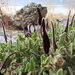 Aristolochia wrightii - Photo (c) prodenazas,  זכויות יוצרים חלקיות (CC BY-NC), הועלה על ידי prodenazas