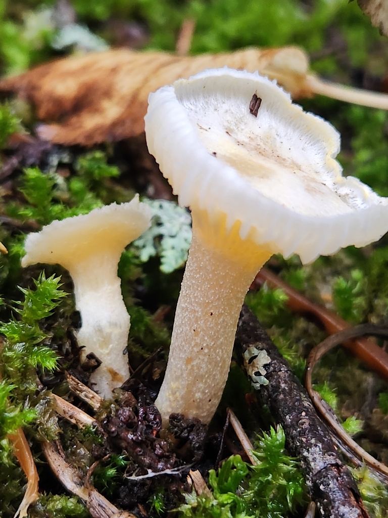 Hygrophorus sp. 'chrysodon-CA01' · November 2025 · photo: © lytiic (iNaturalist, cc-by-nc)