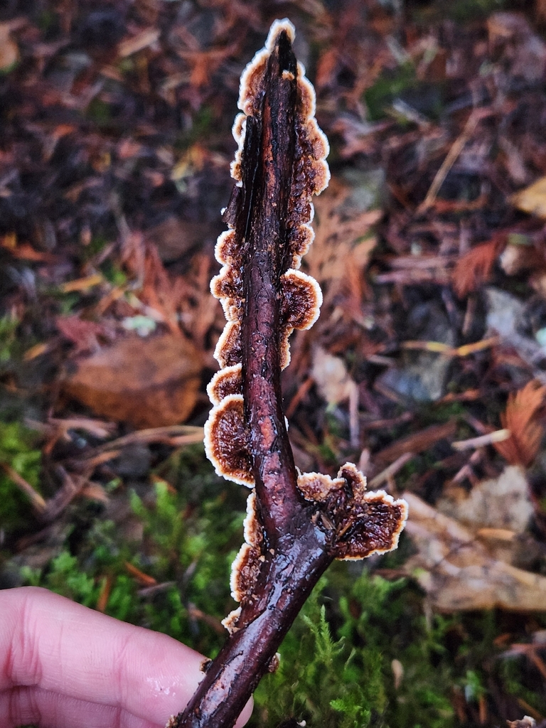 Hydnoporia tabacina · November 2025 · photo: © lytiic (iNaturalist, cc-by-nc)