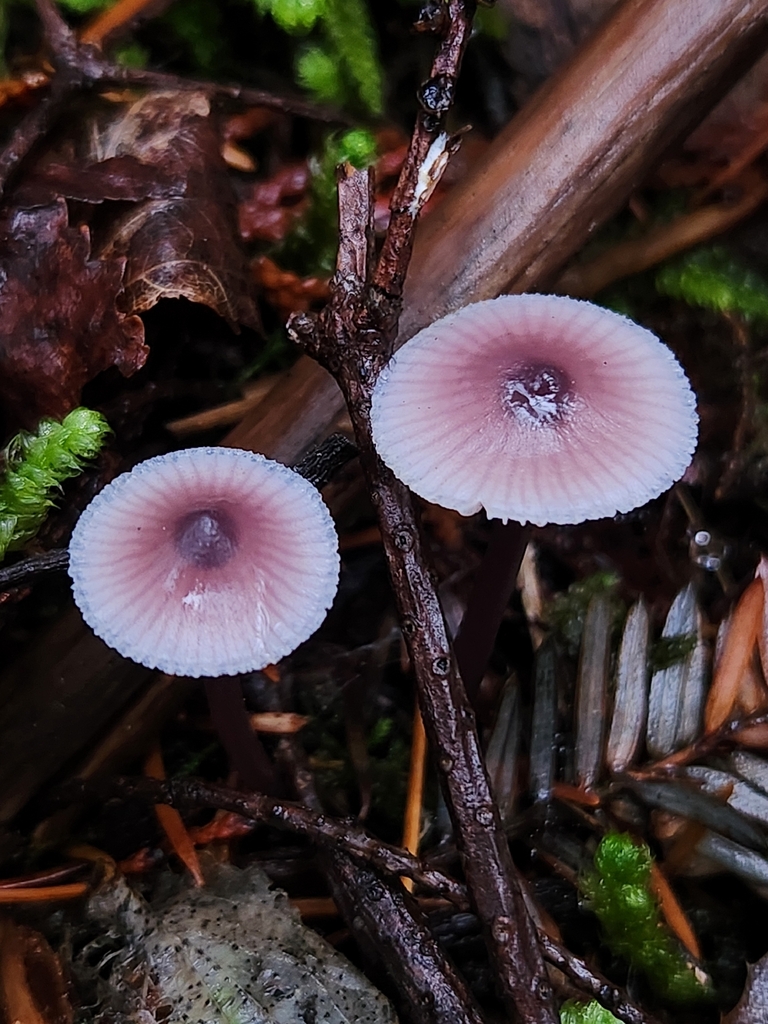 Mycena sp. 'pura-CA01'