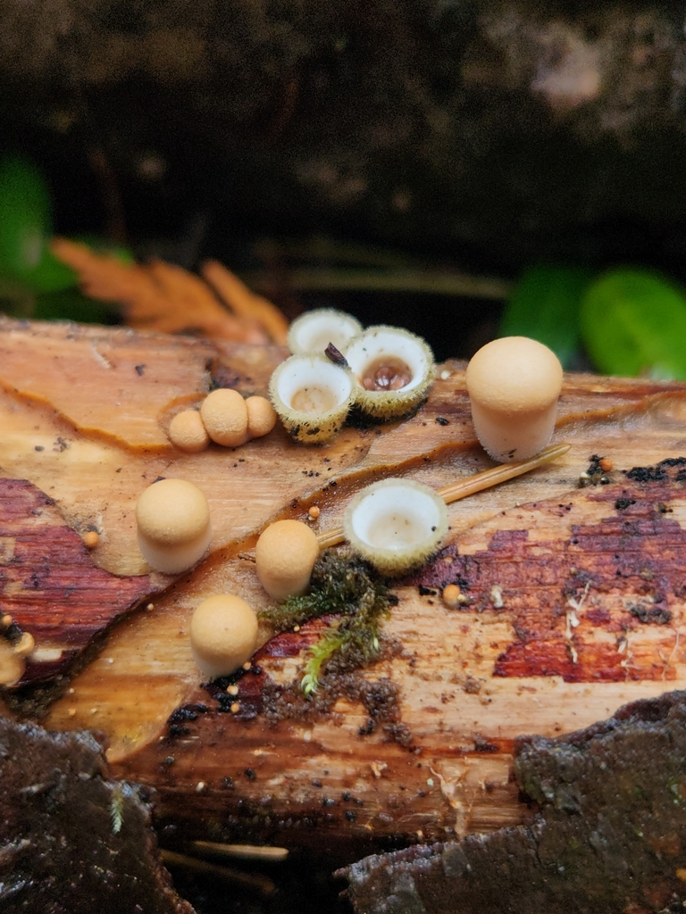 Nidula niveotomentosa · November 2025 · photo: © lytiic (iNaturalist, cc-by-nc)