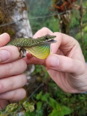 Anolis gemmosus