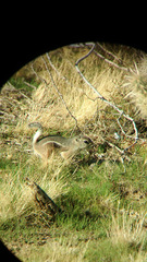 Ammospermophilus leucurus leucurus