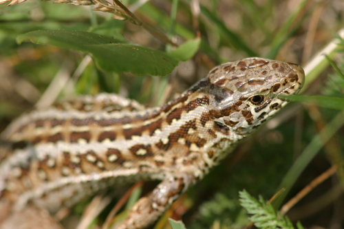 Lacerta agilis