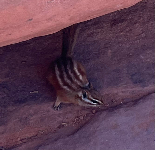 Hopi Chipmunk observed by tlr06754