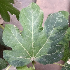 Fig mosaic emaravirus