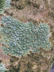 Pertusaria leioplaca
