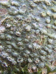 Pertusaria leioplaca