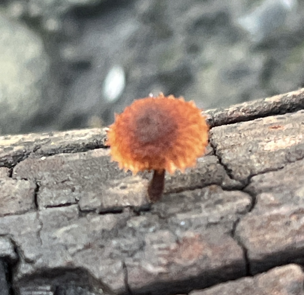 Phaeomarasmius erinaceus