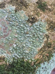 Pertusaria leioplaca