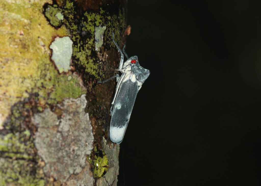 Proconia lutzi