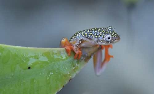 Whitebelly Reed Frog