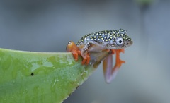 Whitebelly Reed Frog photo 5