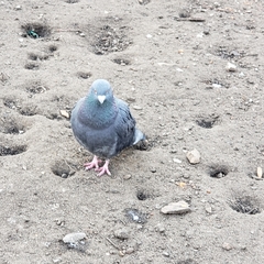 Columba livia domestica