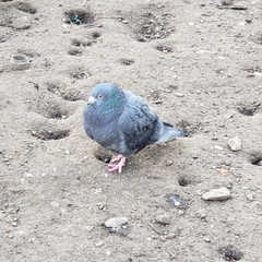 Columba livia domestica