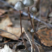 Panaeolus alcis - Photo (c) snsergeevna, algunos derechos reservados (CC BY-NC), uploaded by snsergeevna